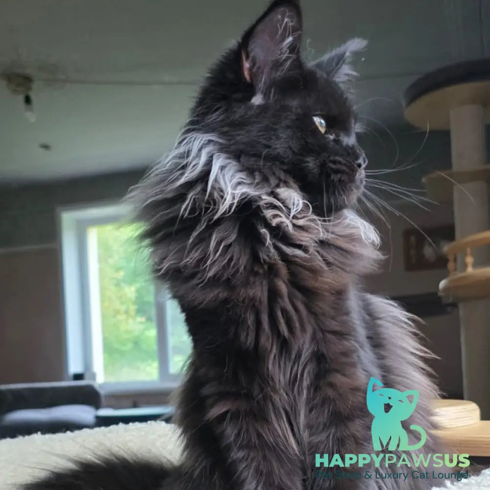 Elba Maine Coon female black - live animals