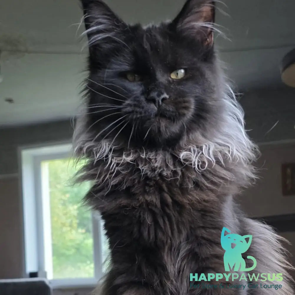 Elba Maine Coon female black - live animals