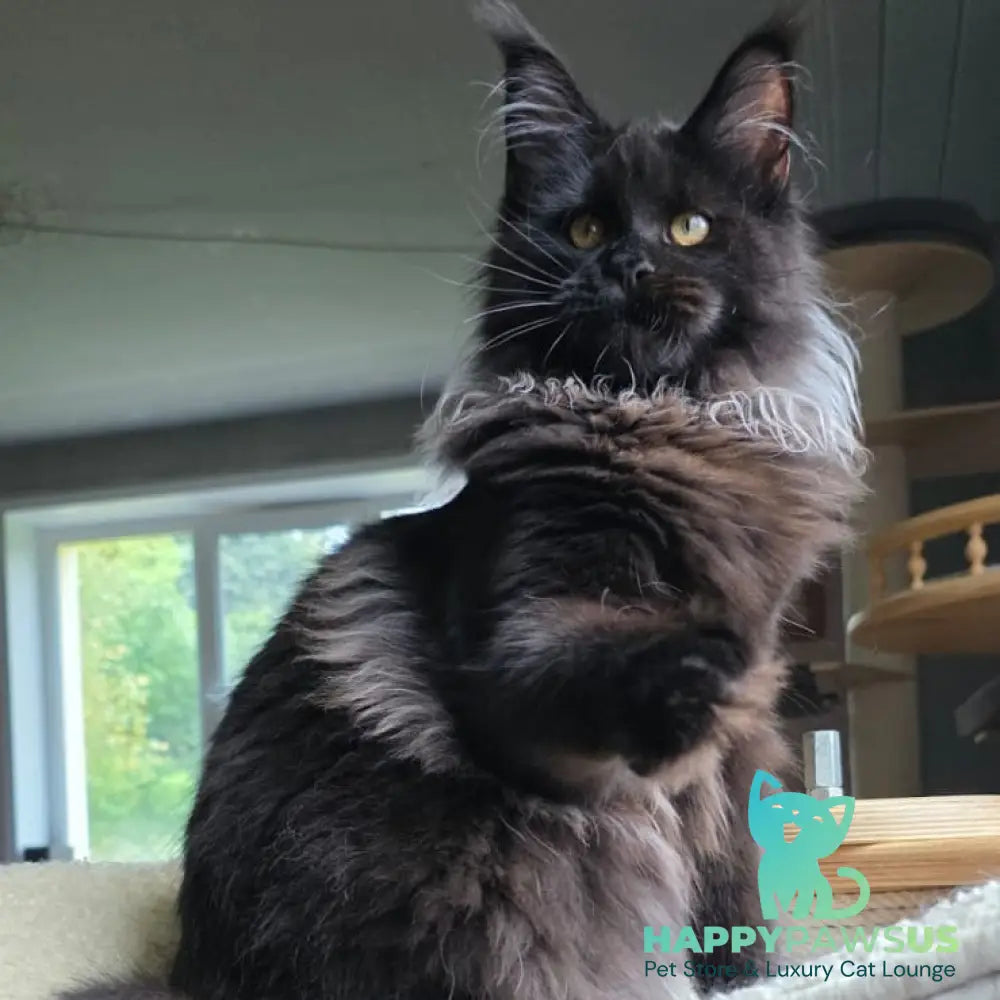 Elba Maine Coon female black - live animals