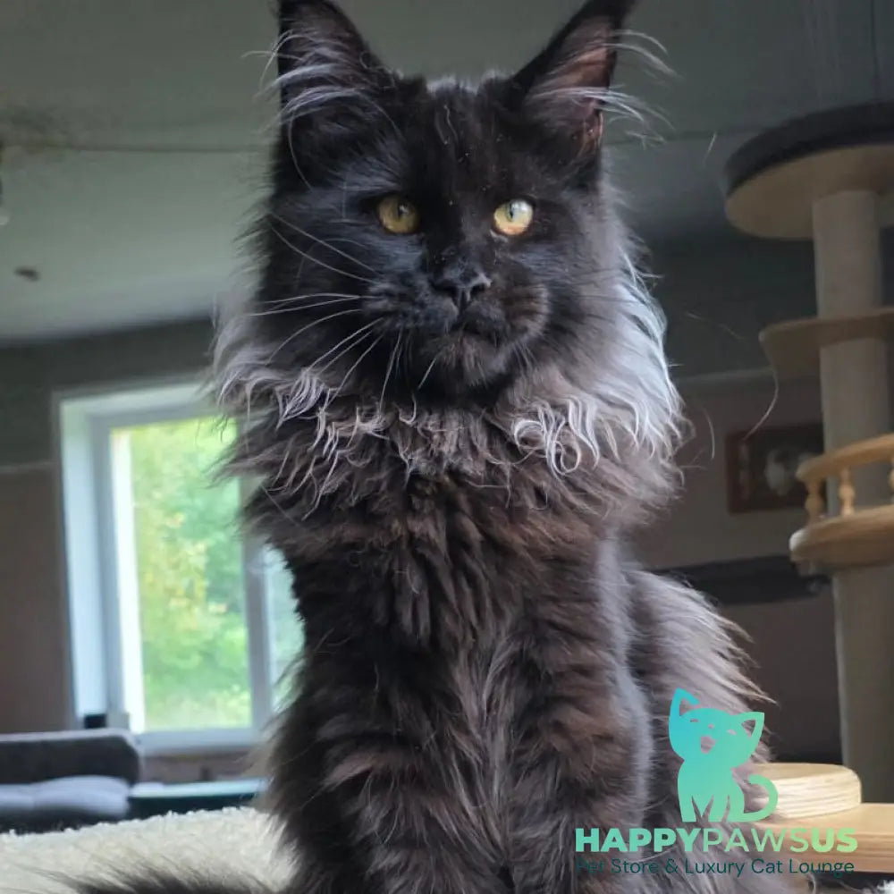 Elba Maine Coon female black - live animals