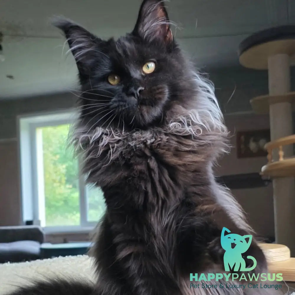 Elba Maine Coon female black - live animals