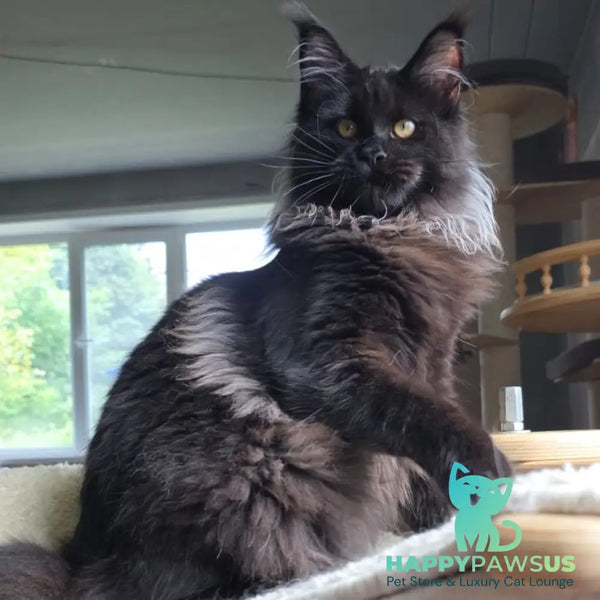 Elba Maine Coon female black - live animals