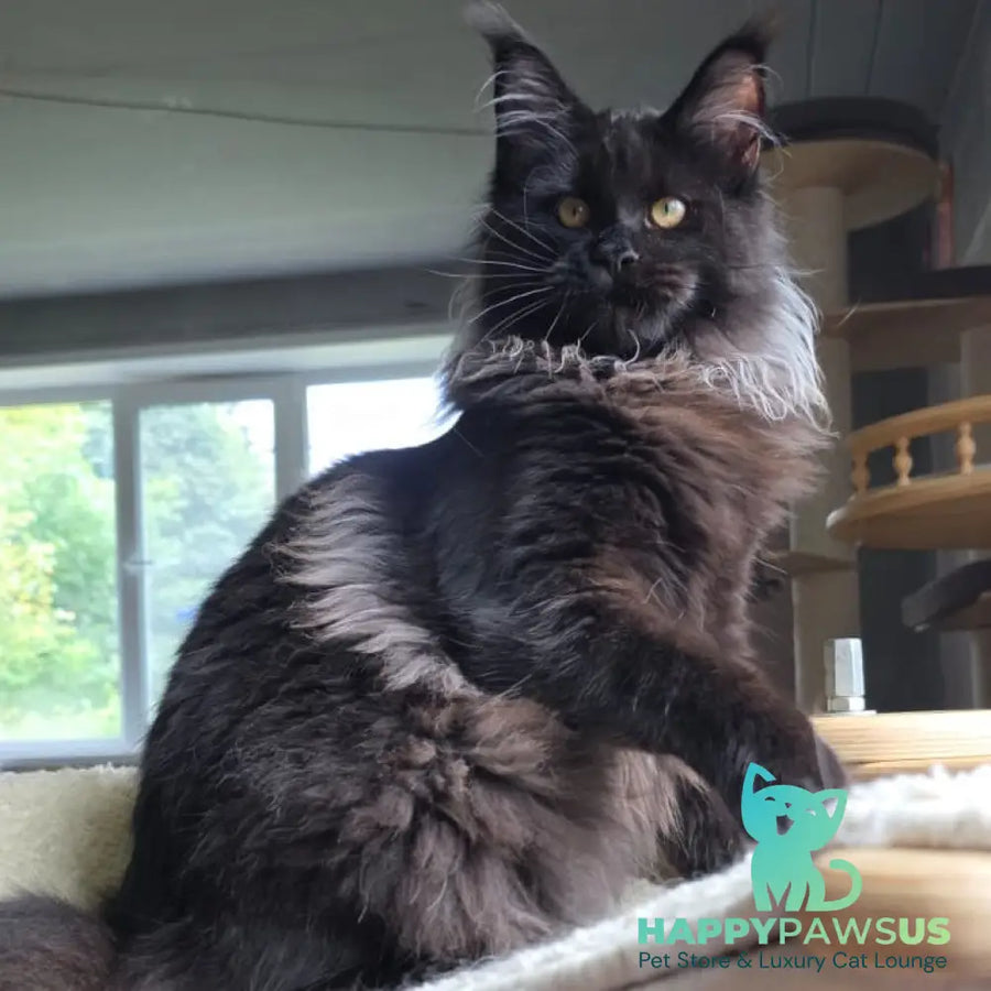 Elba Maine Coon female black - live animals