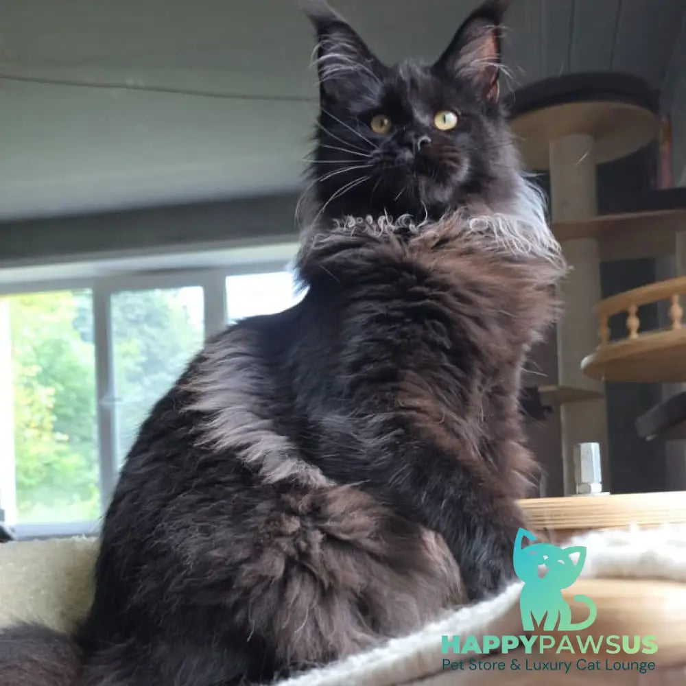 Elba Maine Coon female black - live animals