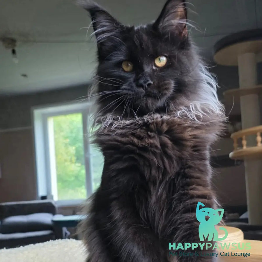 Elba Maine Coon female black - live animals