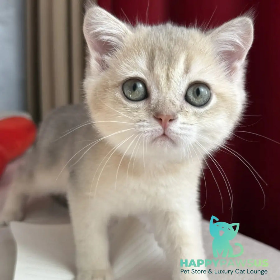 Elbert Scottish Straight male blue golden shaded - live animals