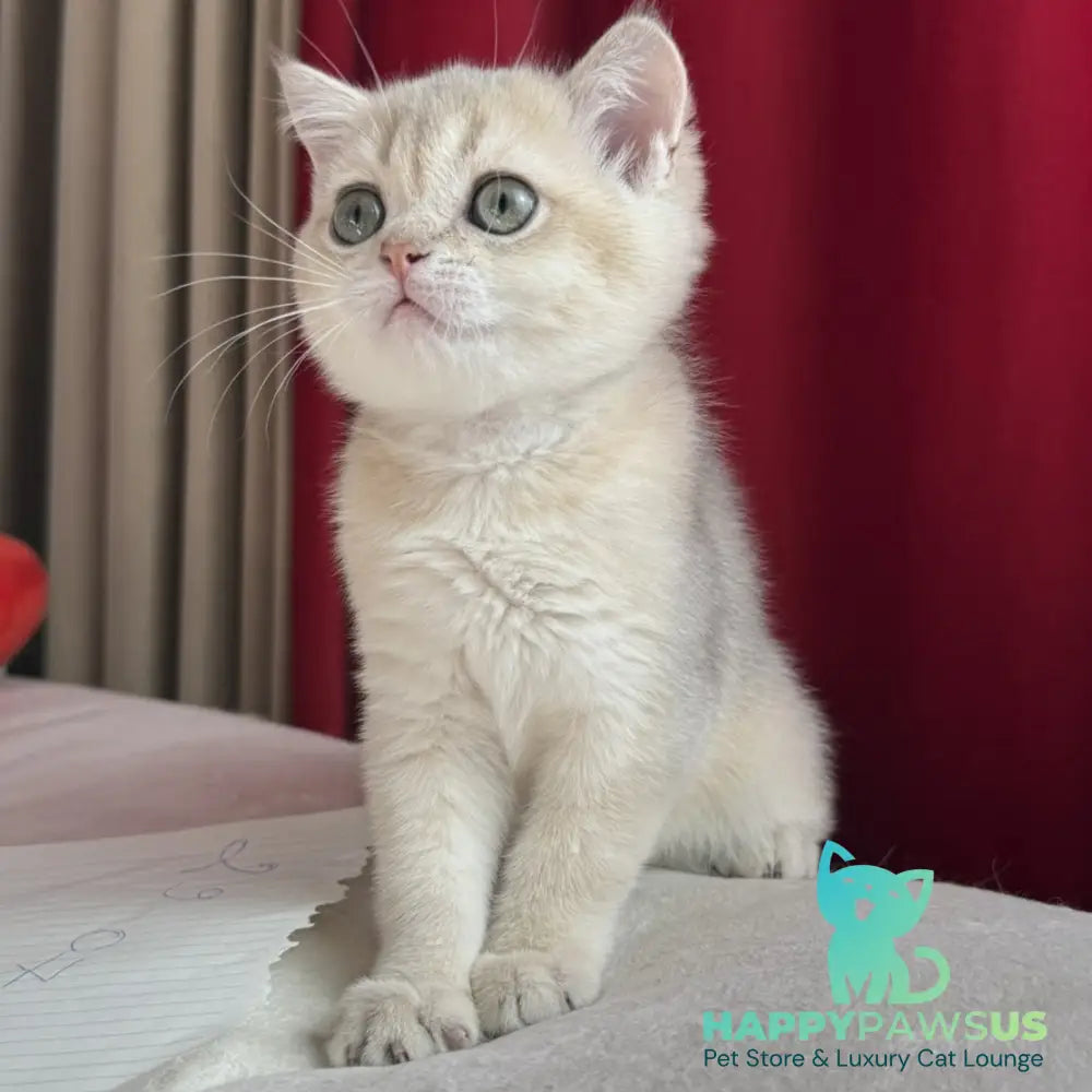 Elbert Scottish Straight male blue golden shaded - live animals