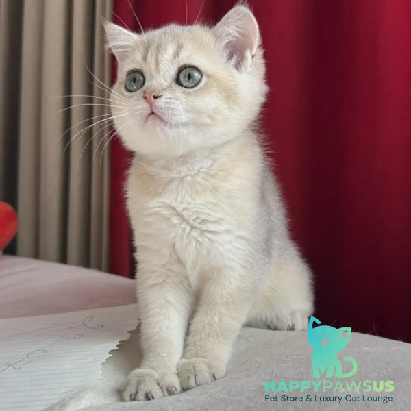 Elbert Scottish Straight male blue golden shaded - live animals
