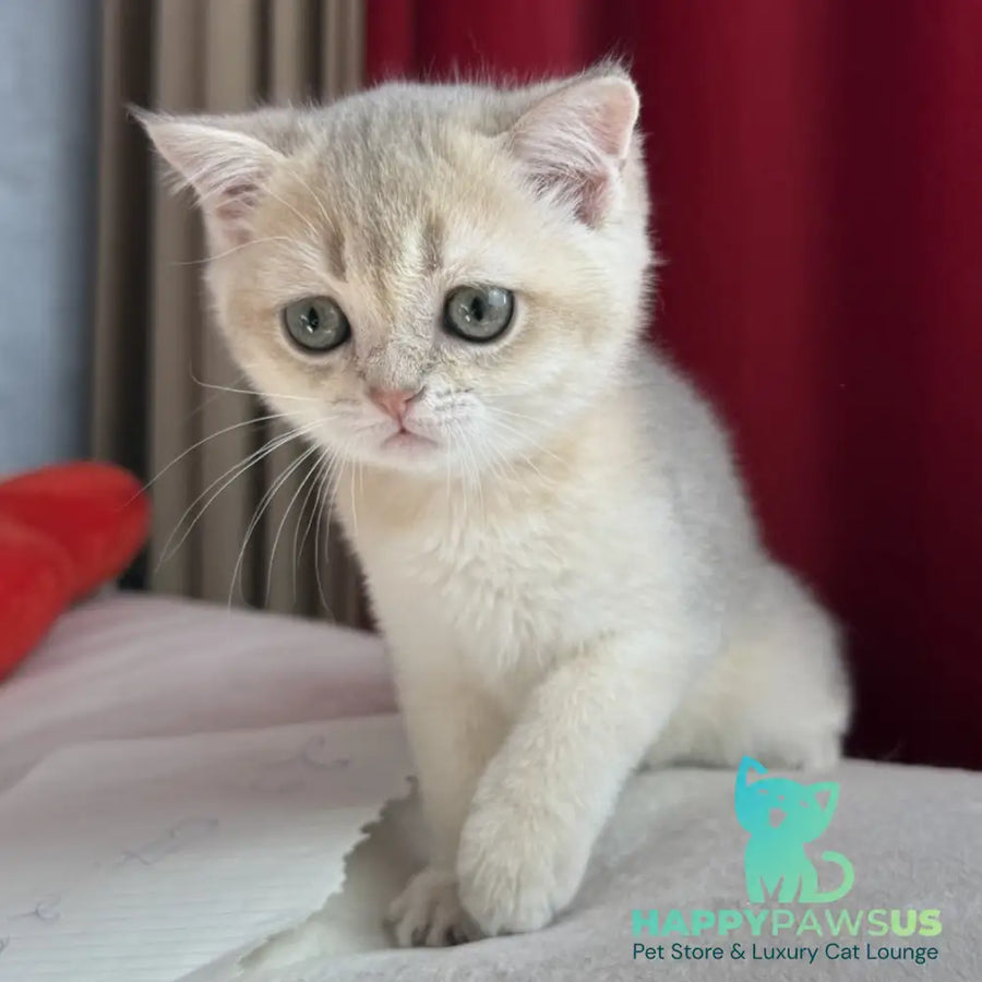 Elbert Scottish Straight male blue golden shaded - live animals