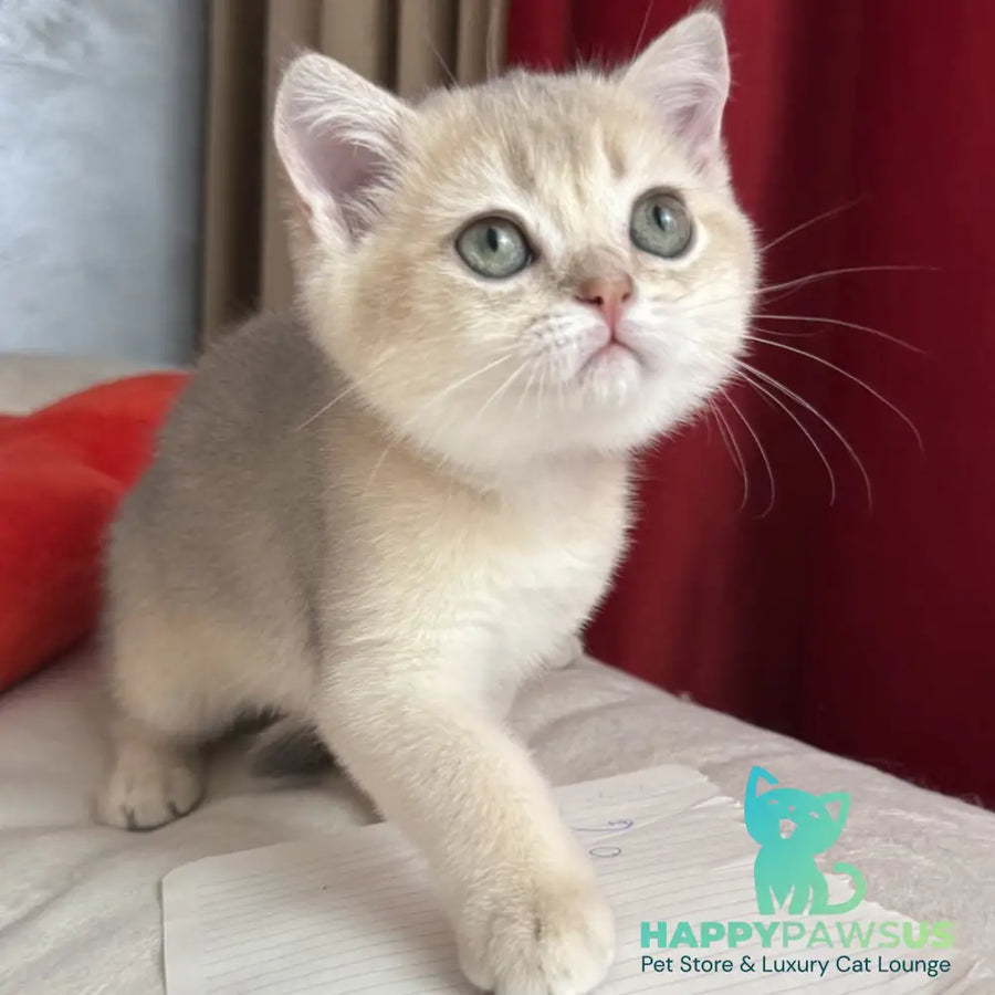 Elbert Scottish Straight male blue golden shaded - live animals