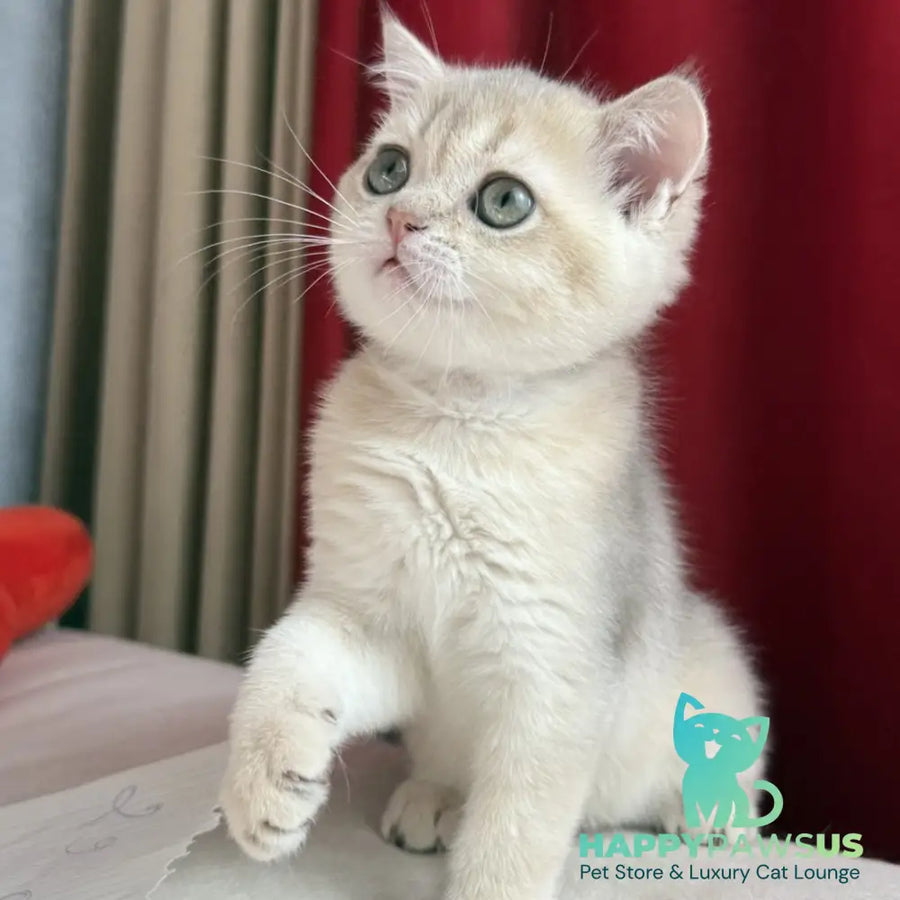 Elbert Scottish Straight male blue golden shaded - live animals