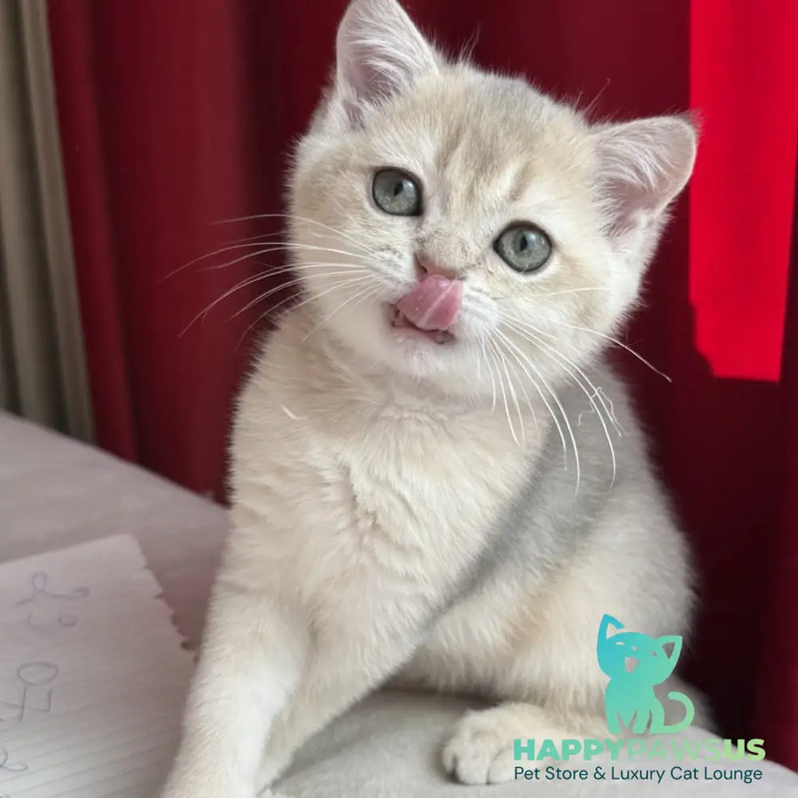 Elbert Scottish Straight male blue golden shaded - live animals