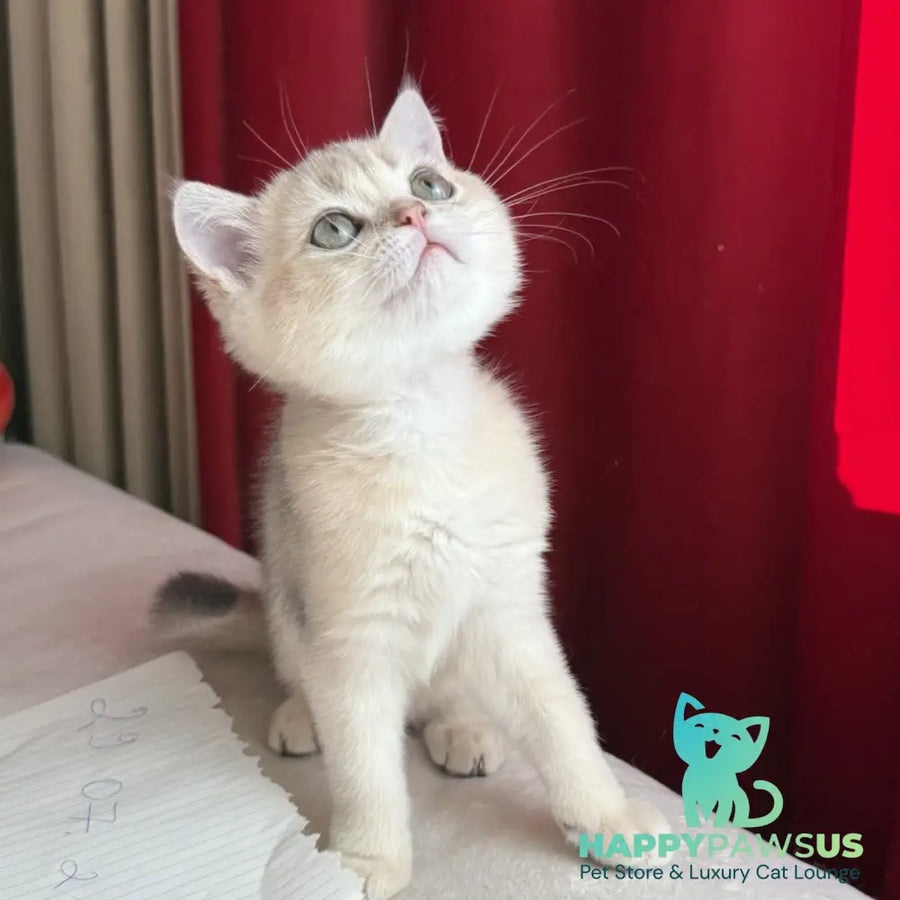 Elbert Scottish Straight male blue golden shaded - live animals