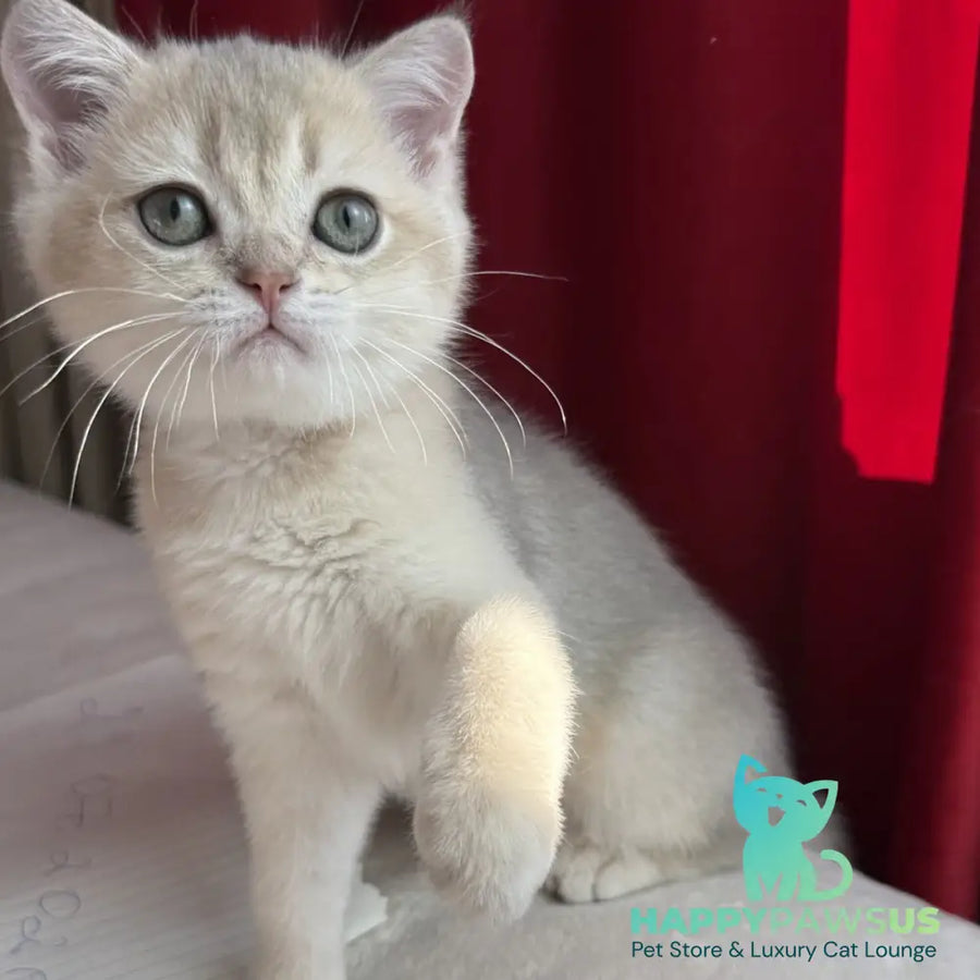 Elbert Scottish Straight male blue golden shaded - live animals