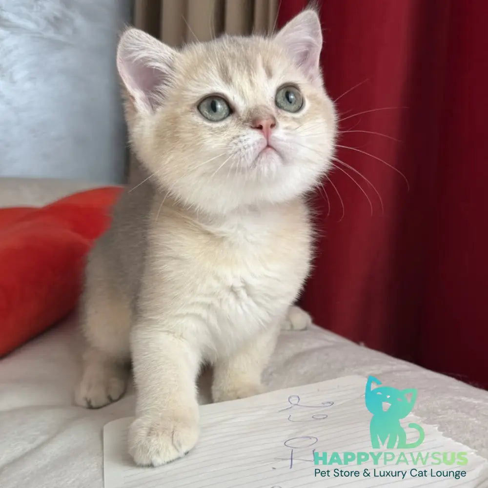 Elbert Scottish Straight male blue golden shaded - live animals