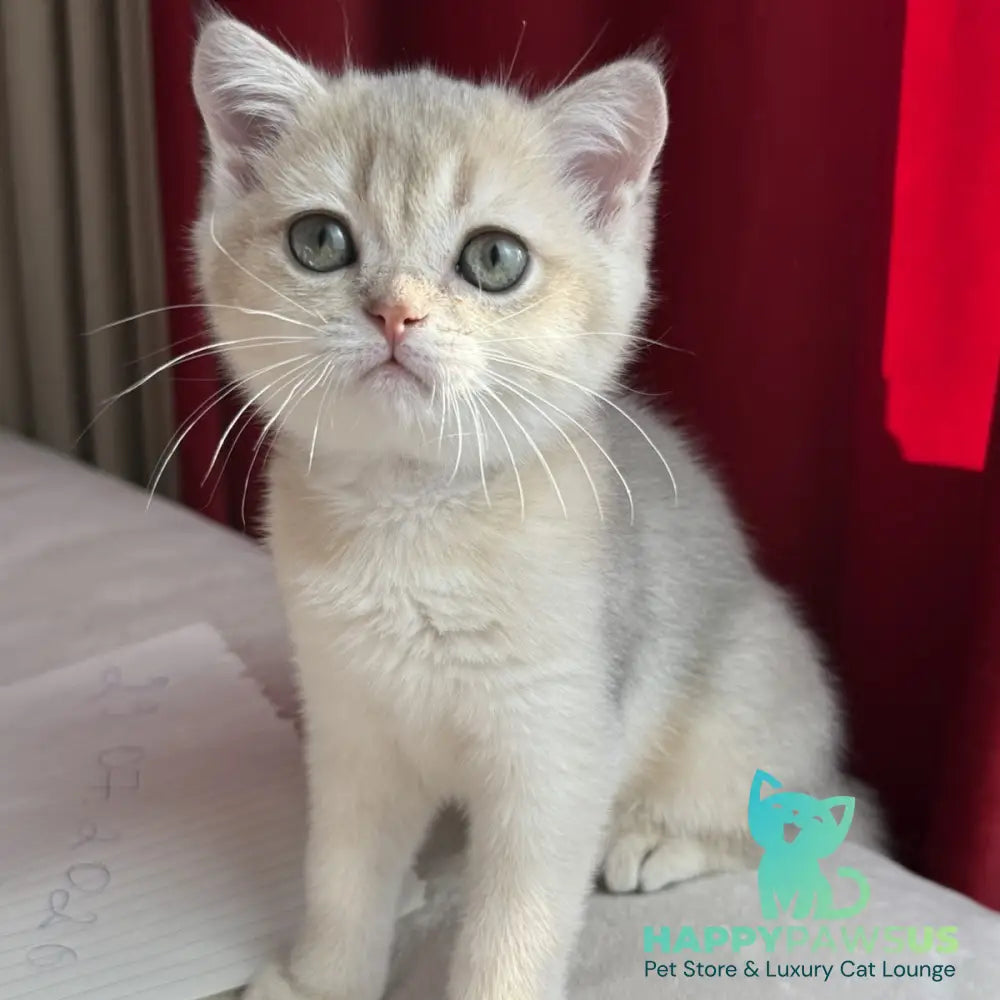 Elbert Scottish Straight male blue golden shaded - live animals