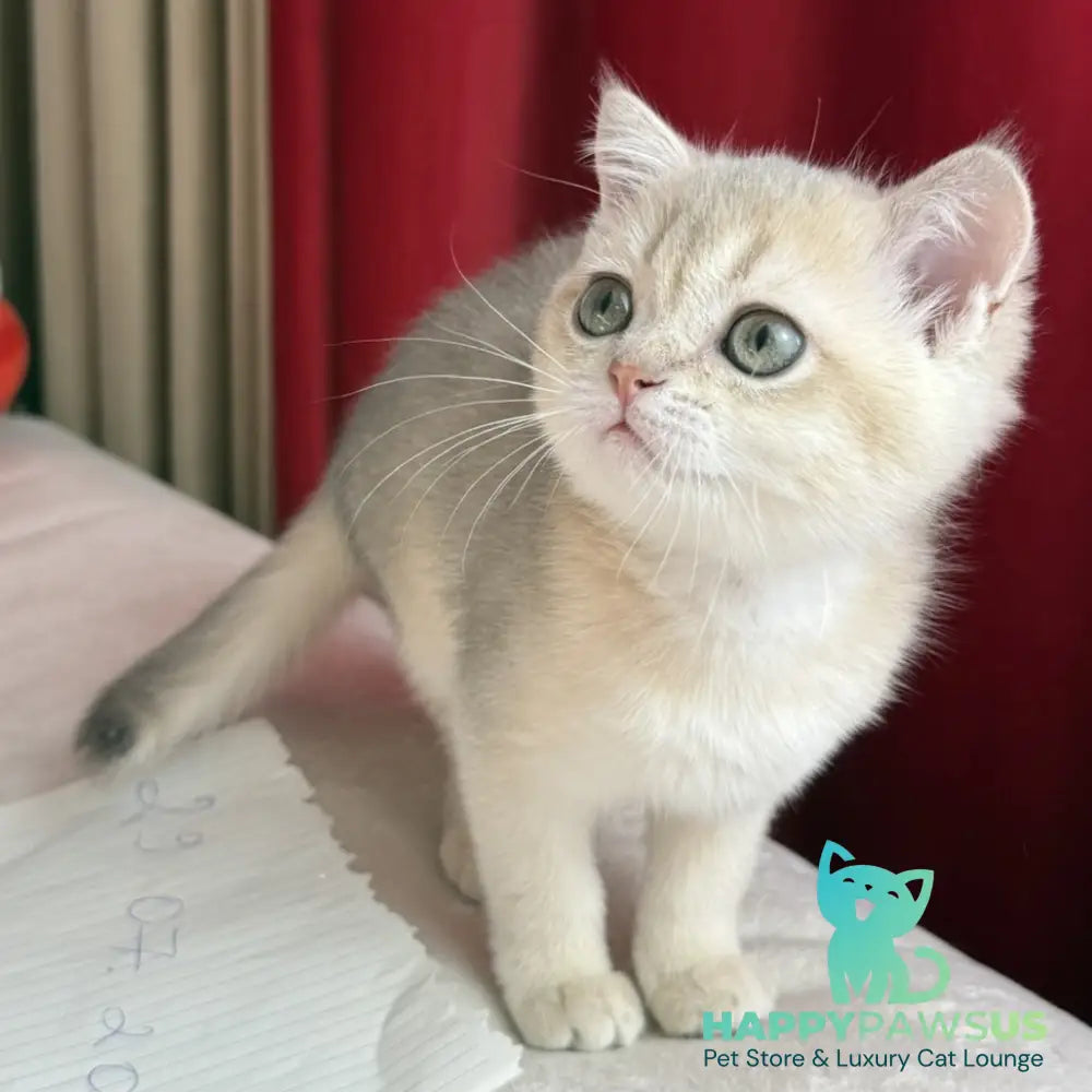 Elbert Scottish Straight male blue golden shaded - live animals