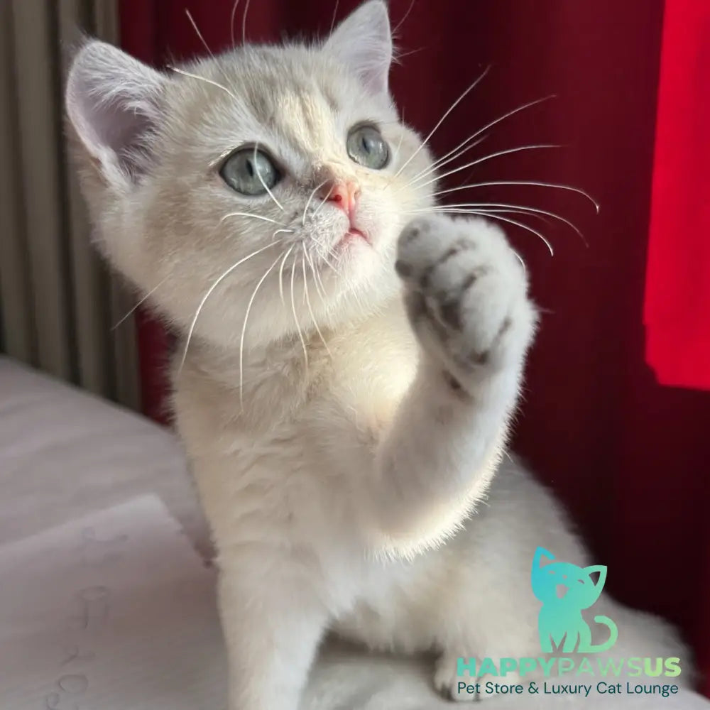 Elbert Scottish Straight male blue golden shaded - live animals