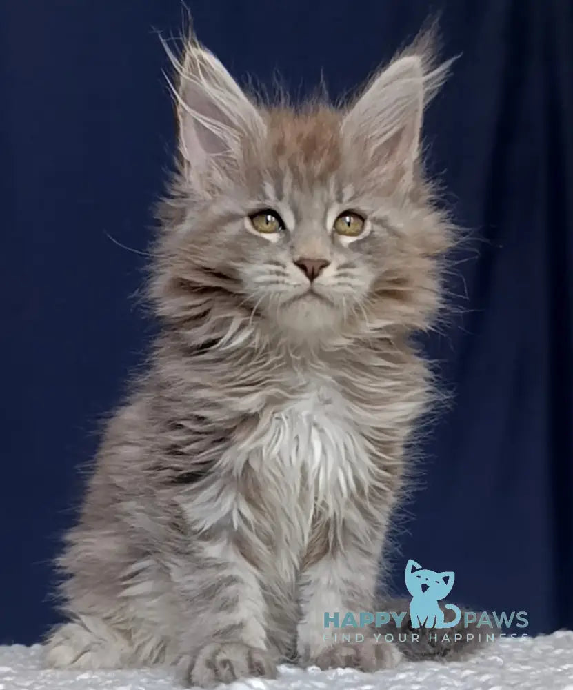 Elboy Maine Coon male blue silver tabby live animals