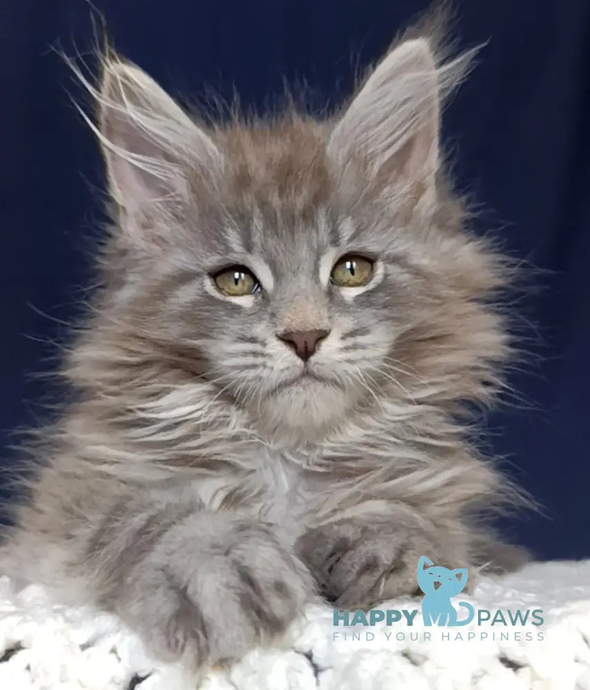 Elboy Maine Coon male blue silver tabby live animals