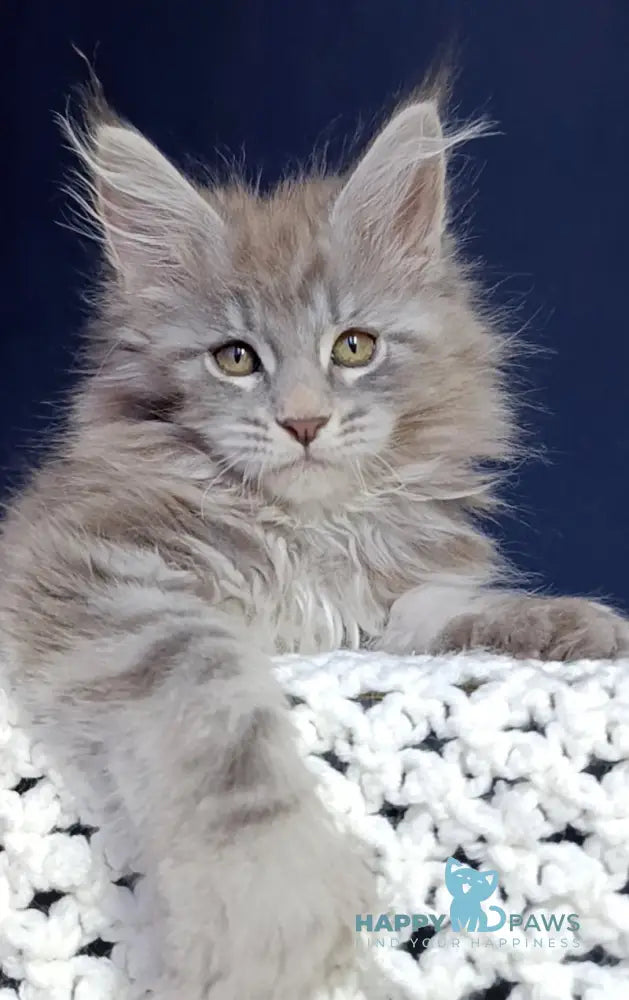 Elboy Maine Coon male blue silver tabby live animals