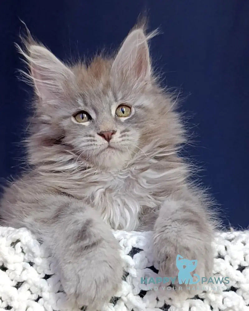 Elboy Maine Coon male blue silver tabby live animals