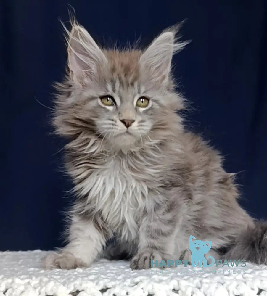 Elboy Maine Coon male blue silver tabby live animals