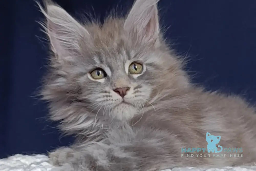 Elboy Maine Coon male blue silver tabby live animals
