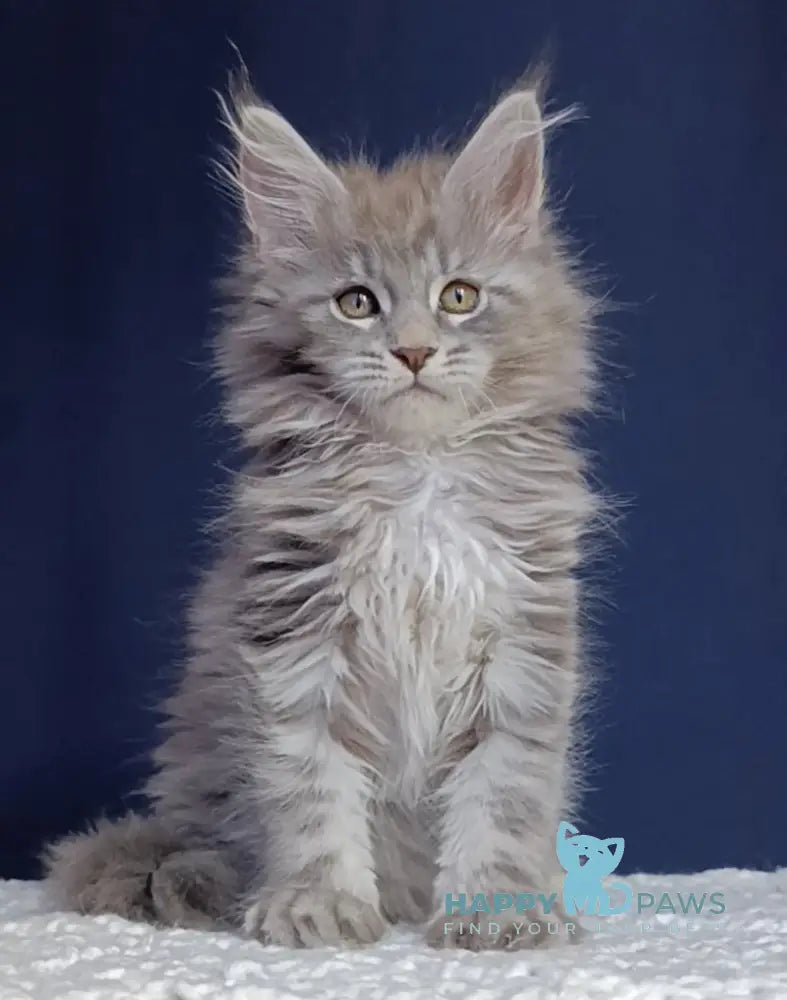 Elboy Maine Coon male blue silver tabby live animals