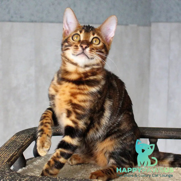Elby Bengal female black spotted tabby - live animals