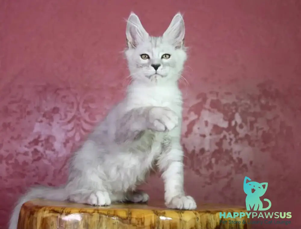 Eleazar Maine Coon male black silver tabby - live animals