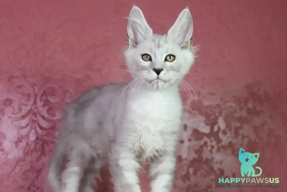 Eleazar Maine Coon male black silver tabby - live animals