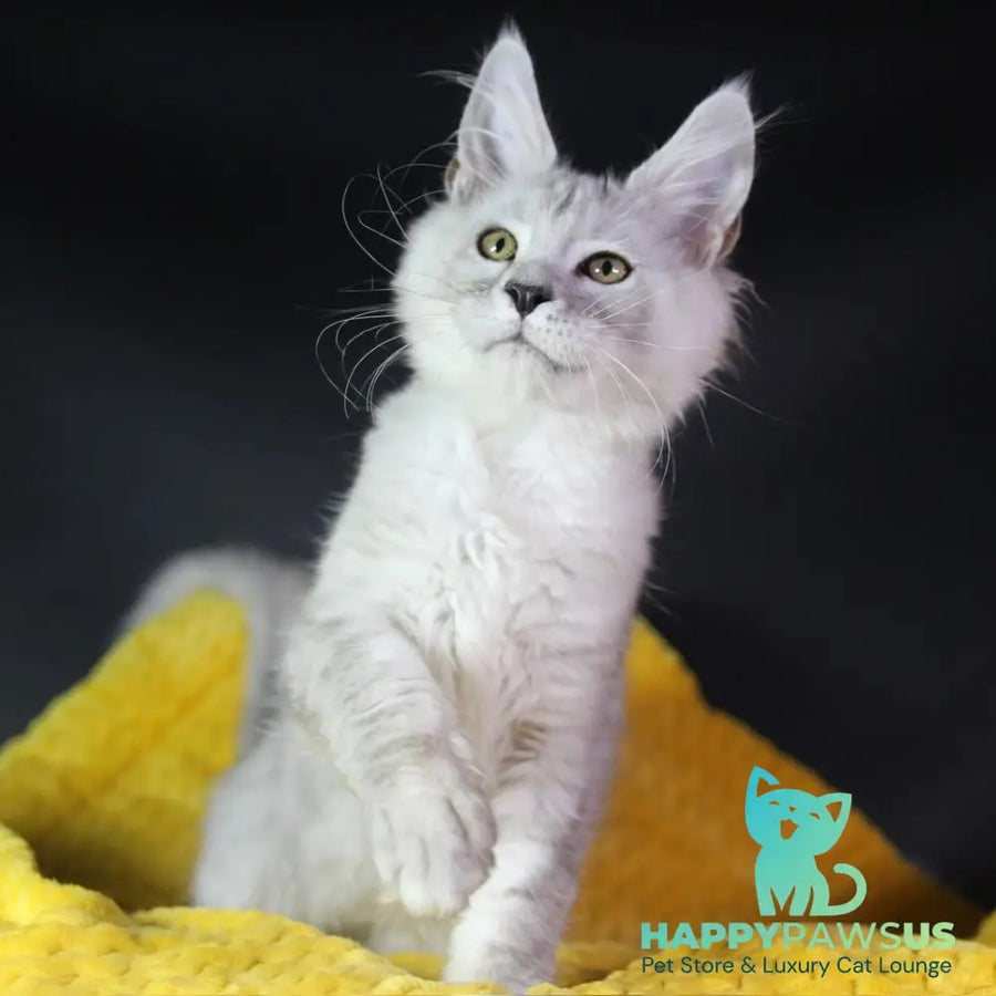 Eleazar Maine Coon male black silver tabby - live animals
