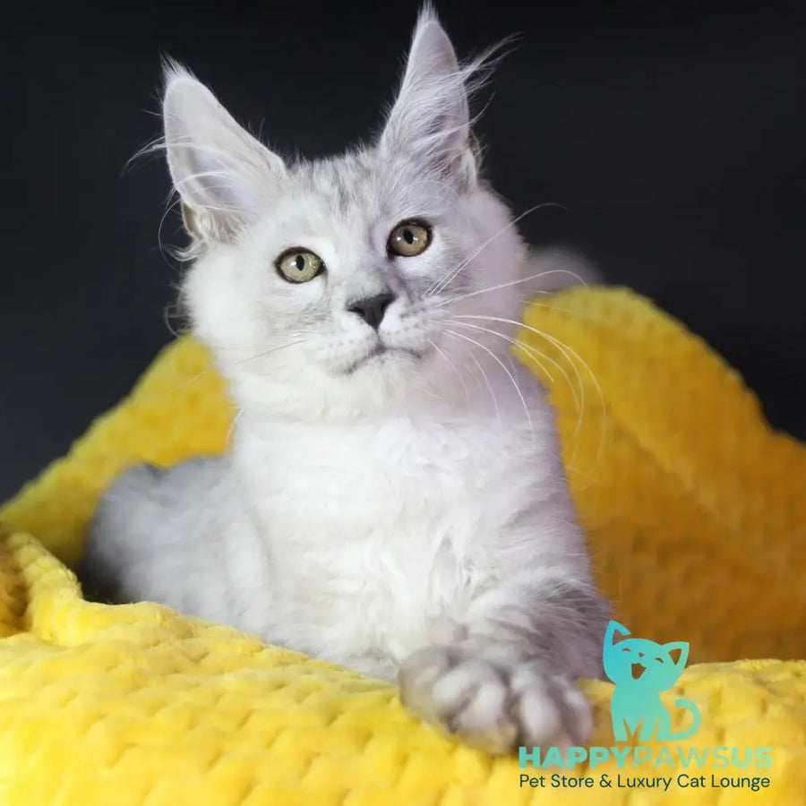Eleazar Maine Coon male black silver tabby - live animals