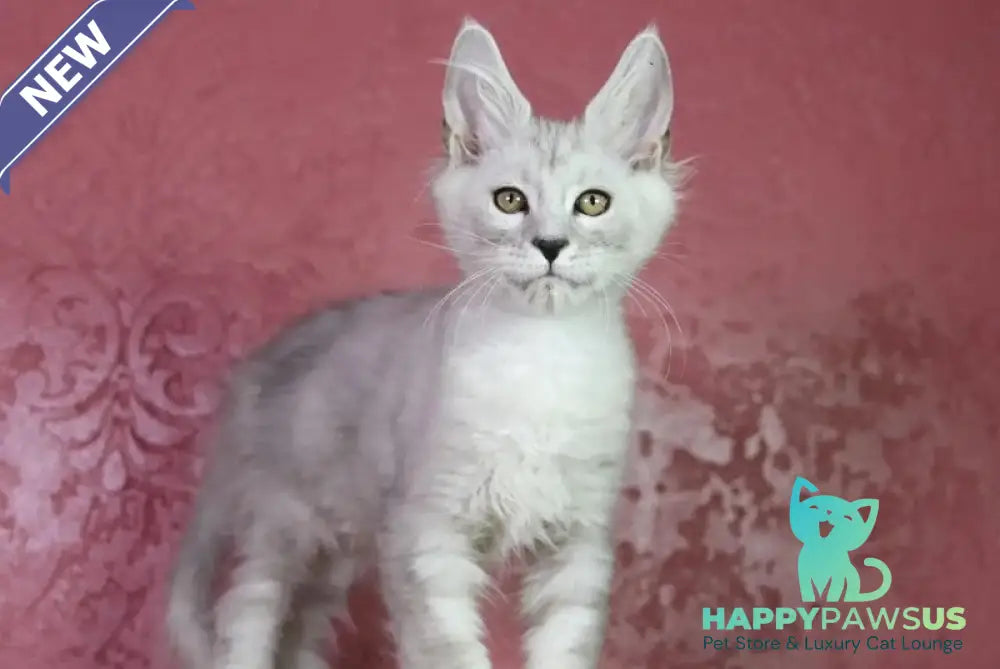 Eleazar Maine Coon male black silver tabby - live animals