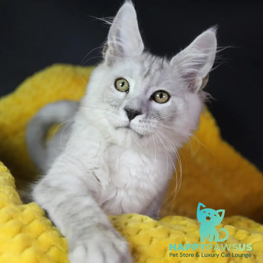 Eleazar Maine Coon male black silver tabby - live animals