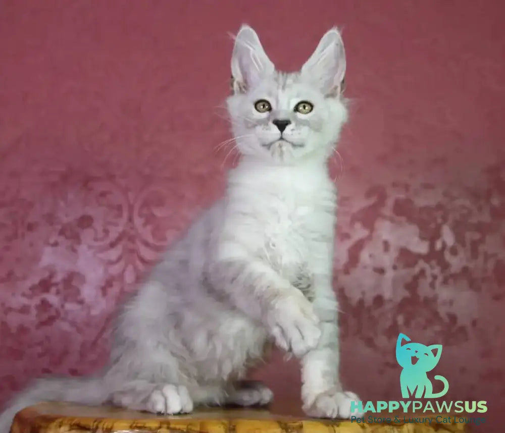 Eleazar Maine Coon male black silver tabby - live animals