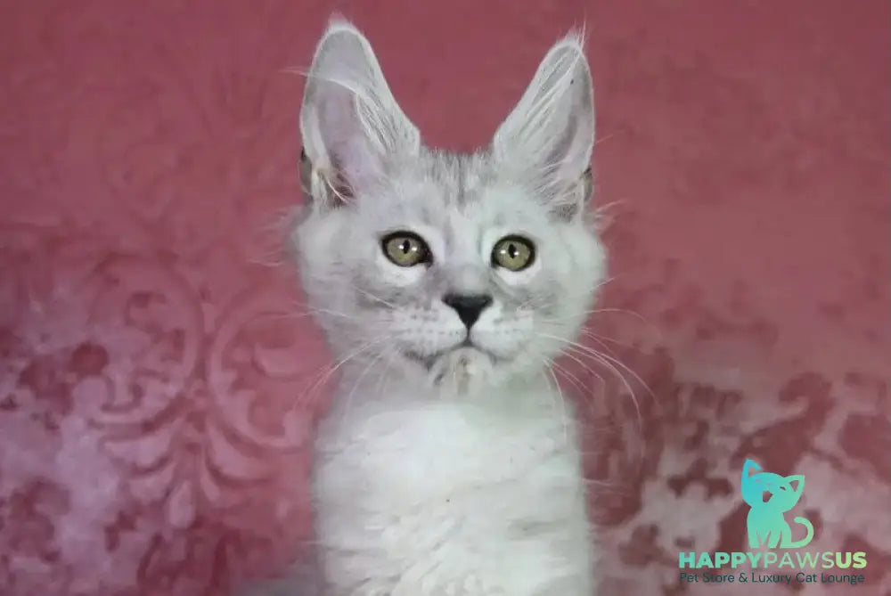 Eleazar Maine Coon male black silver tabby - live animals