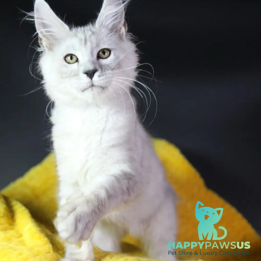 Eleazar Maine Coon male black silver tabby - live animals