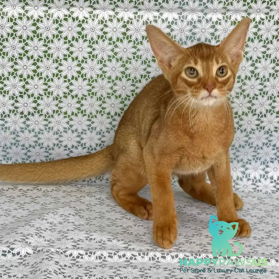 Electra Abyssinian female sorrel - live animals