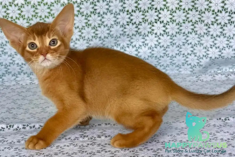 Electra Abyssinian female sorrel - live animals