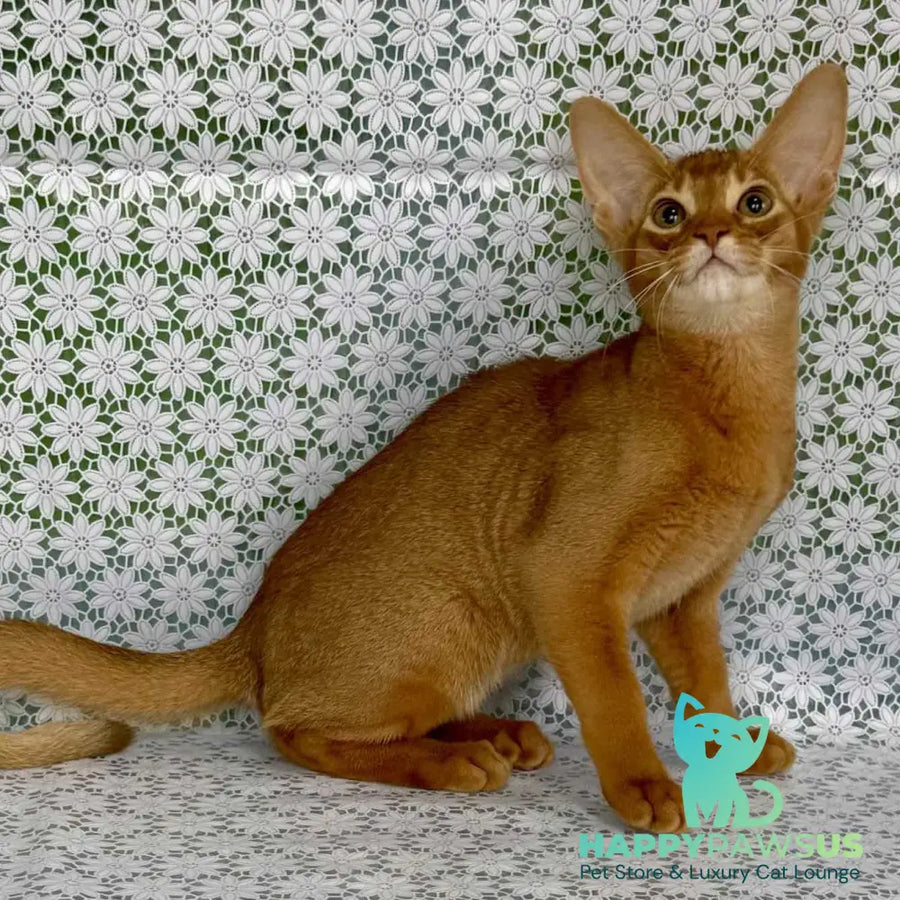 Electra Abyssinian female sorrel - live animals