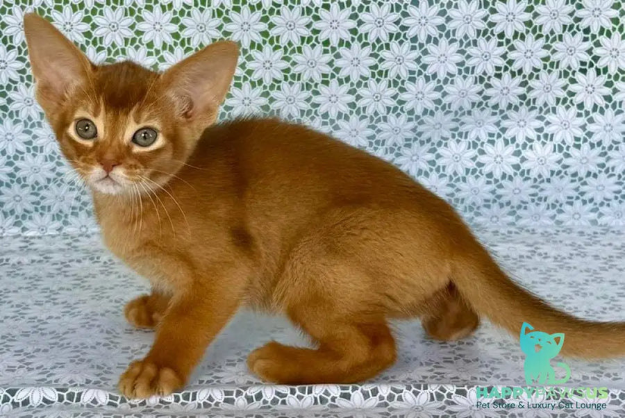 Electra Abyssinian female sorrel - live animals