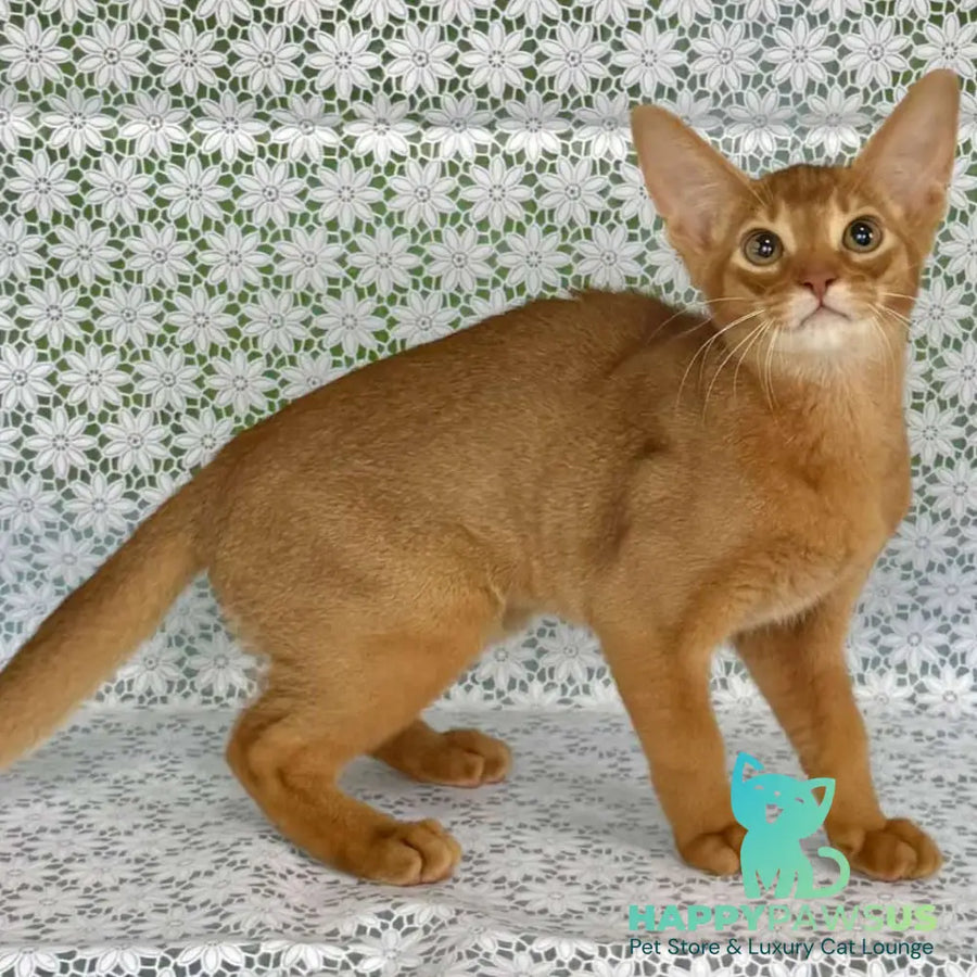 Electra Abyssinian female sorrel - live animals