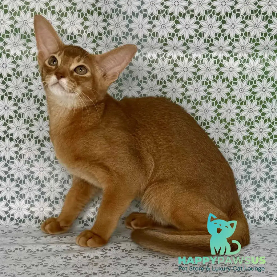 Electra Abyssinian female sorrel - live animals