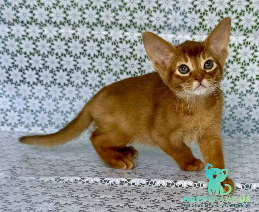 Electra Abyssinian female sorrel - live animals
