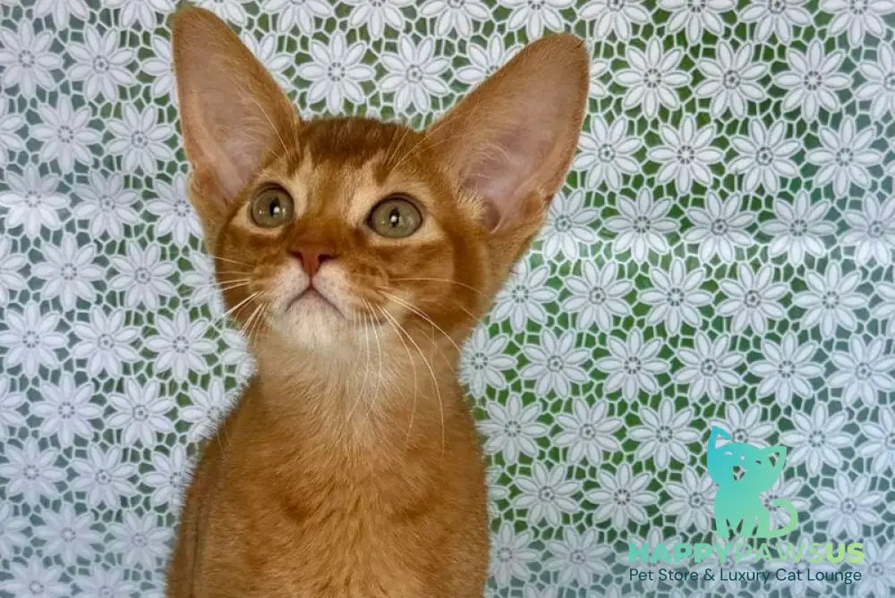 Electra Abyssinian female sorrel - live animals