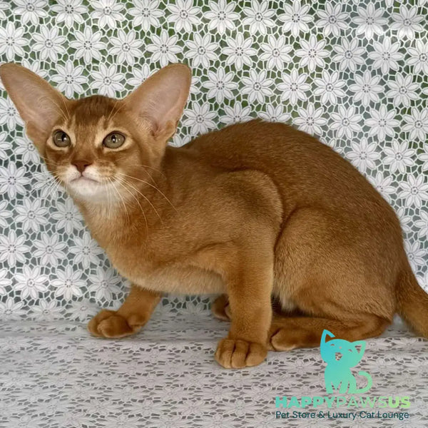 Electra Abyssinian female sorrel - live animals