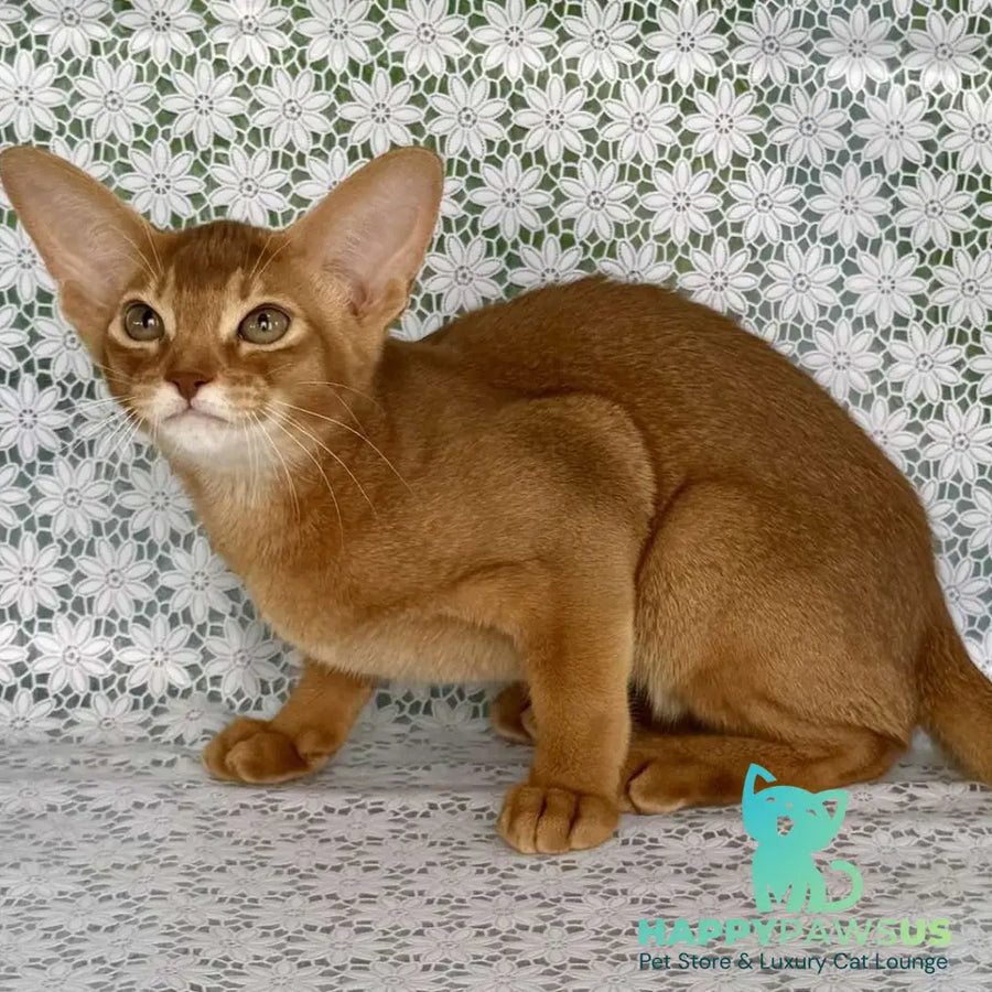 Electra Abyssinian female sorrel - live animals