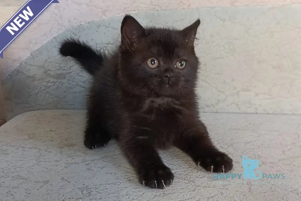Electra British Shorthair female black live animals